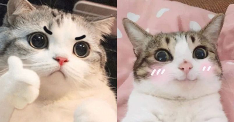 Những hình nền meme mèo - Hình số 5
