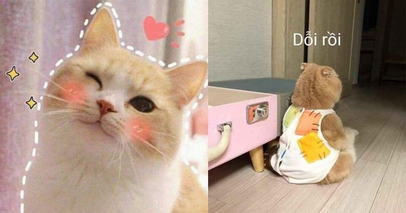 Những hình nền meme mèo - Hình số 6