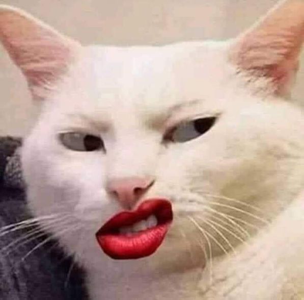 Những hình nền meme cho điện thoại - Hình số 5