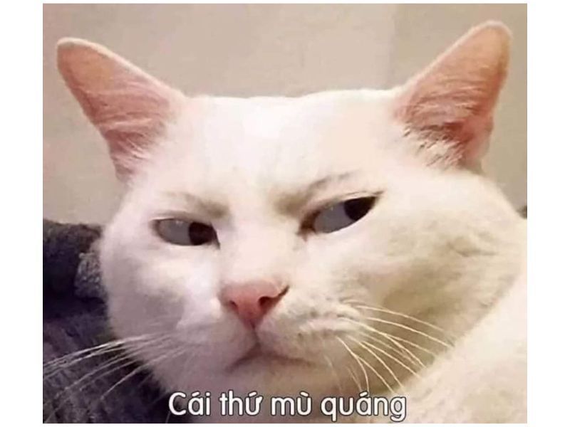 Những hình nền meme vô tri - Hình số 5