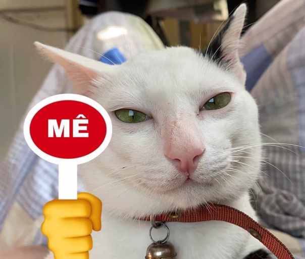 Những hình nền meme cho điện thoại - Hình số 8