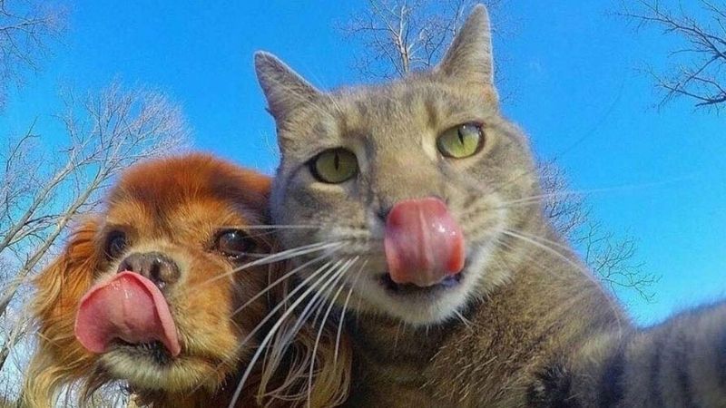 Những hình nền meme vô tri - Hình số 8