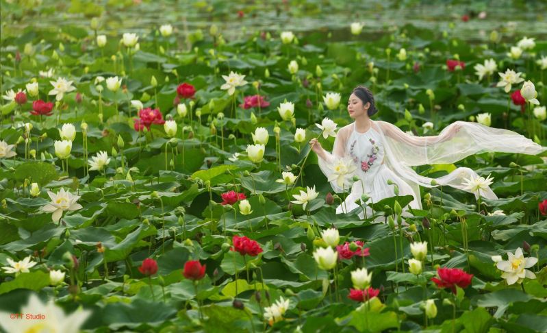 Những hình nền hoa lá - Hình số 10