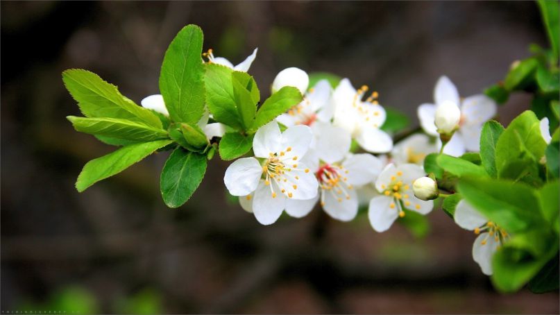 Những hình nền hoa lá - Hình số 5