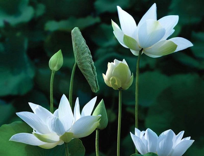Những hình nền hoa lá - Hình số 9