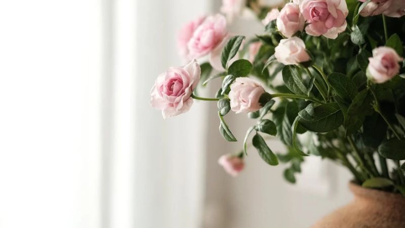 Những hình nền hoa hồng cute - Hình số 9