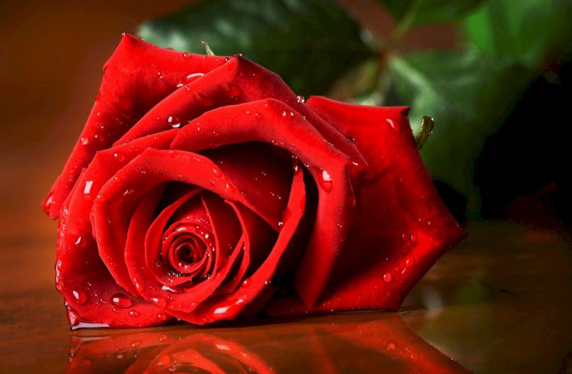 Những hình nền hoa hồng đỏ - Hình số 2