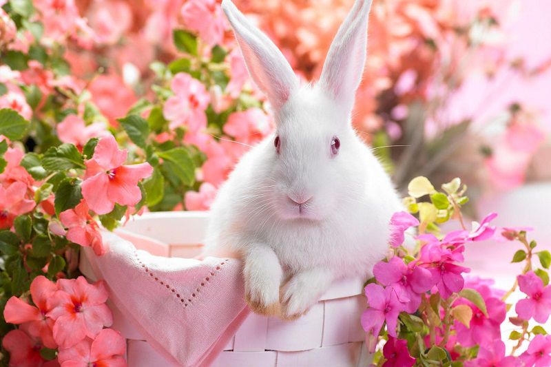 Những hình nền zalo cute - Hình số 7