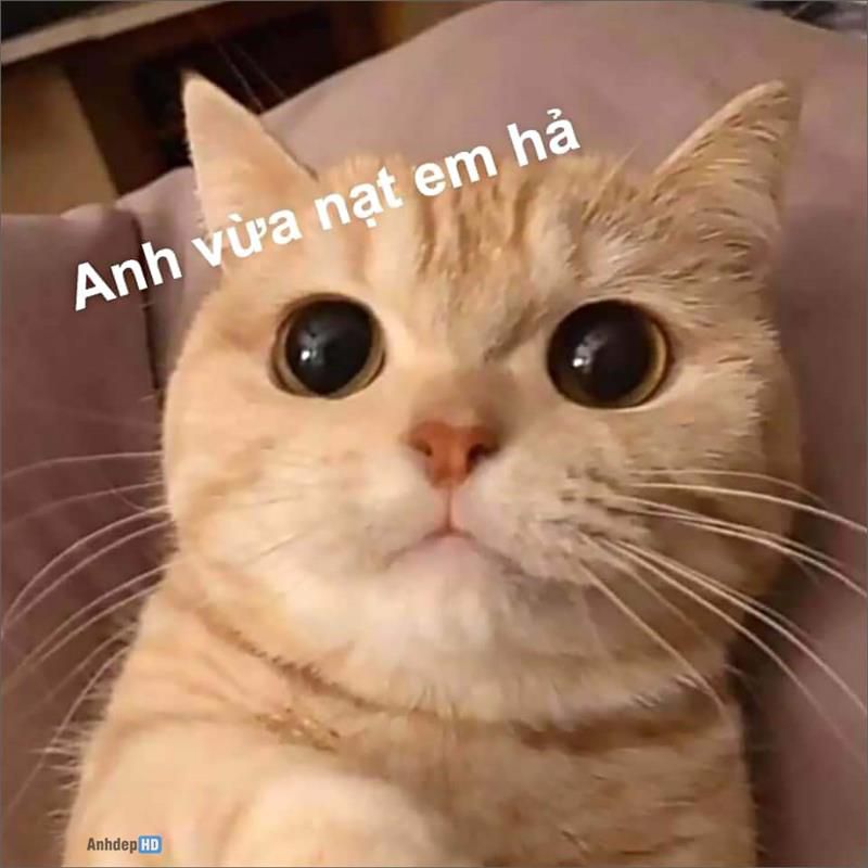 Những hình nền meme cho máy tính - Hình số 2