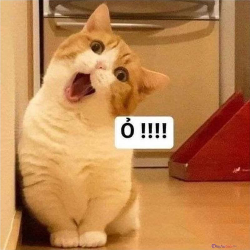 Những hình nền meme cho máy tính - Hình số 7