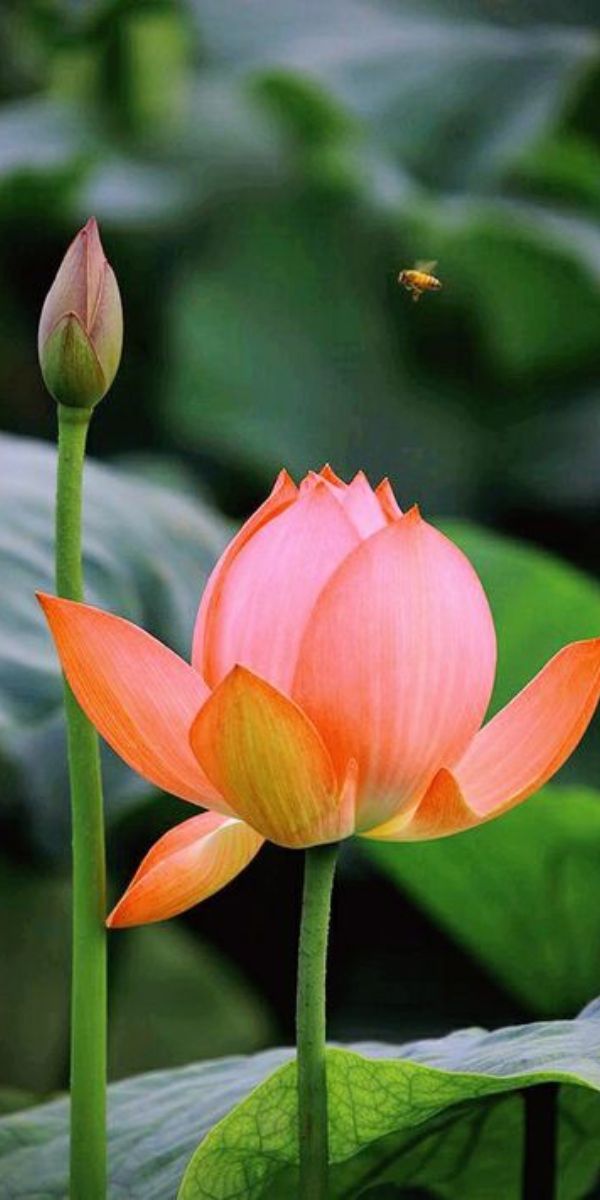Những hình nền điện thoại 3d đẹp nhất về hoa - Hình số 6