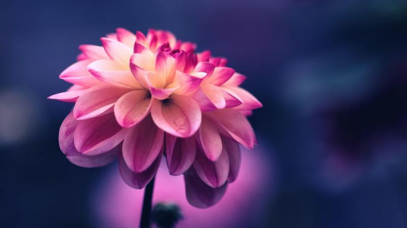 Những hình nền hoa cho máy tính - Hình số 2