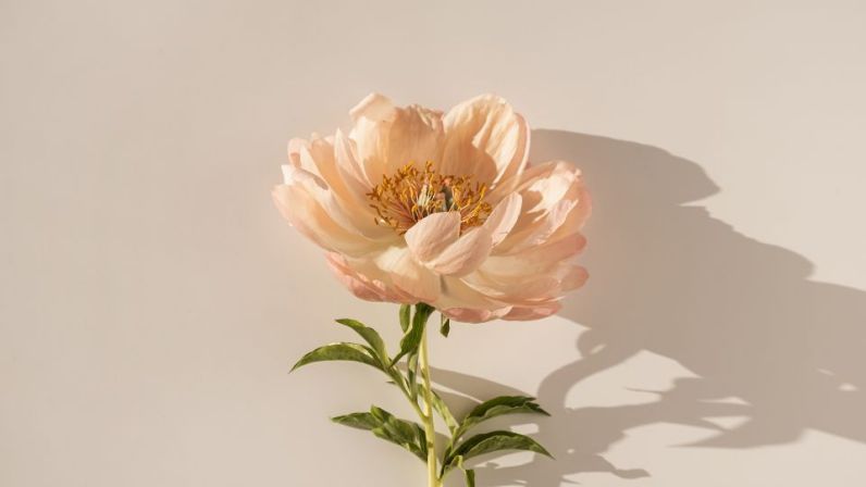 Những hình nền hoa cho máy tính - Hình số 5