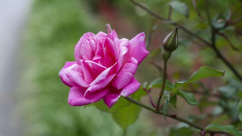 Những hình nền hoa cho máy tính - Hình số 6