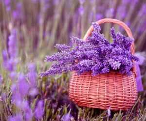 Những hình nền hoa cho máy tính - Hình số 9
