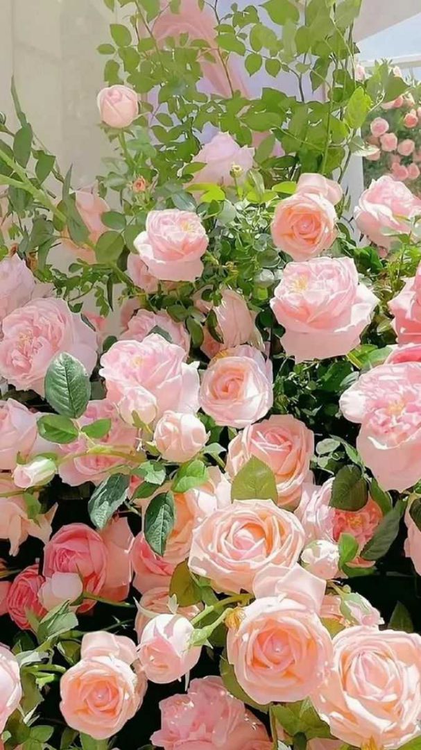 Những hình nền hoa hồng cho điện thoại - Hình số 2
