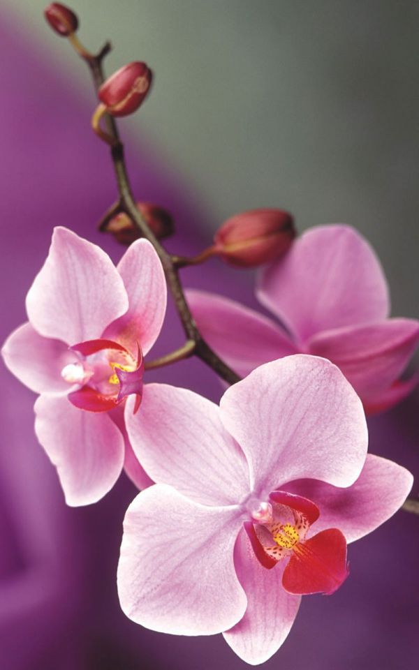 Những hình nền hoa cho điện thoại - Hình số 6