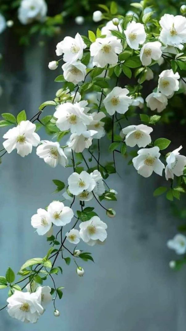 Những hình nền hoa cho điện thoại - Hình số 7