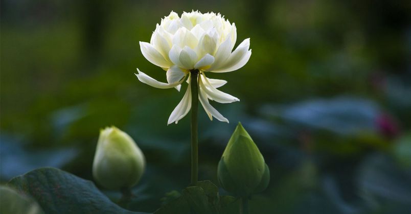 Những hình nền hoa sen - Hình số 10