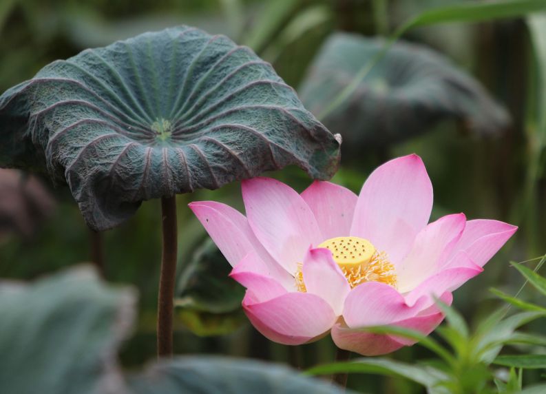 Những hình nền hoa sen - Hình số 4