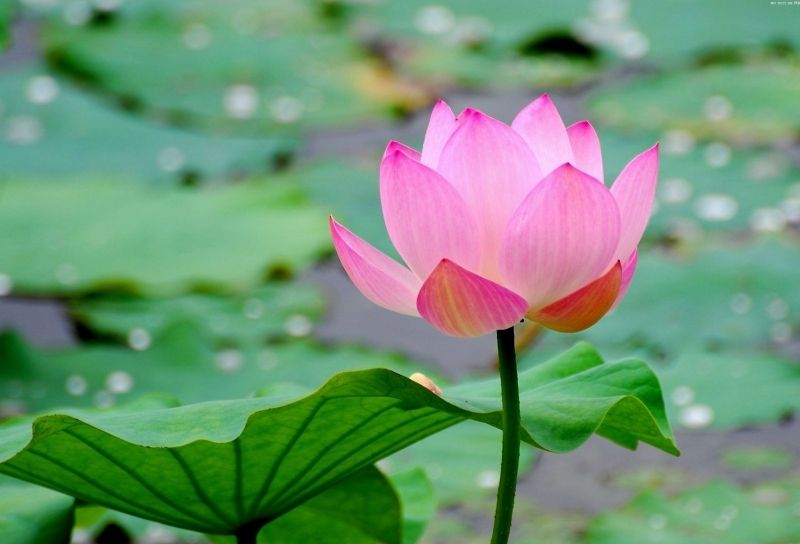 Những hình nền hoa sen - Hình số 6
