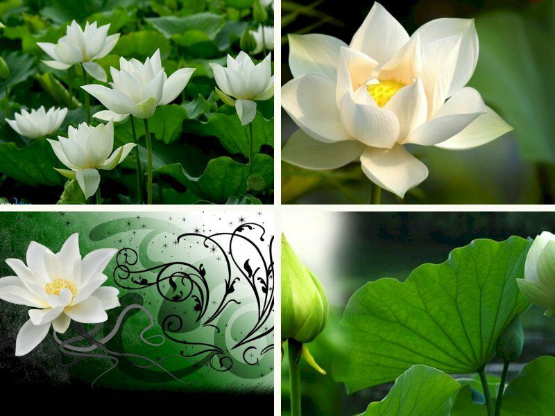 Những hình nền hoa sen - Hình số 7