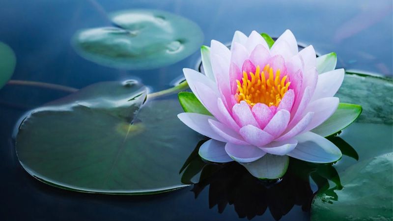 Những hình nền hoa sen - Hình số 8