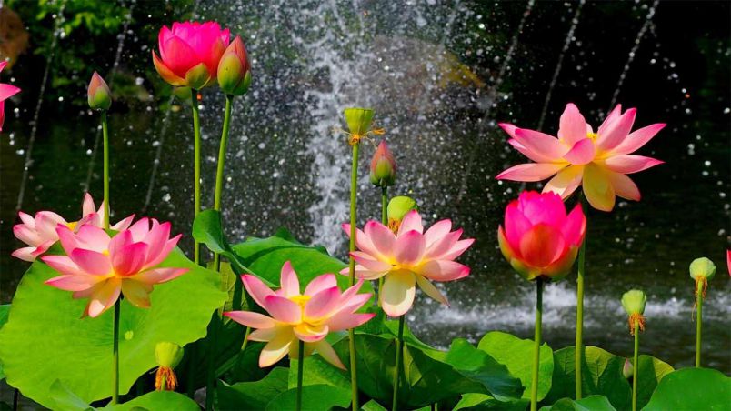Những hình nền hoa sen - Hình số 9