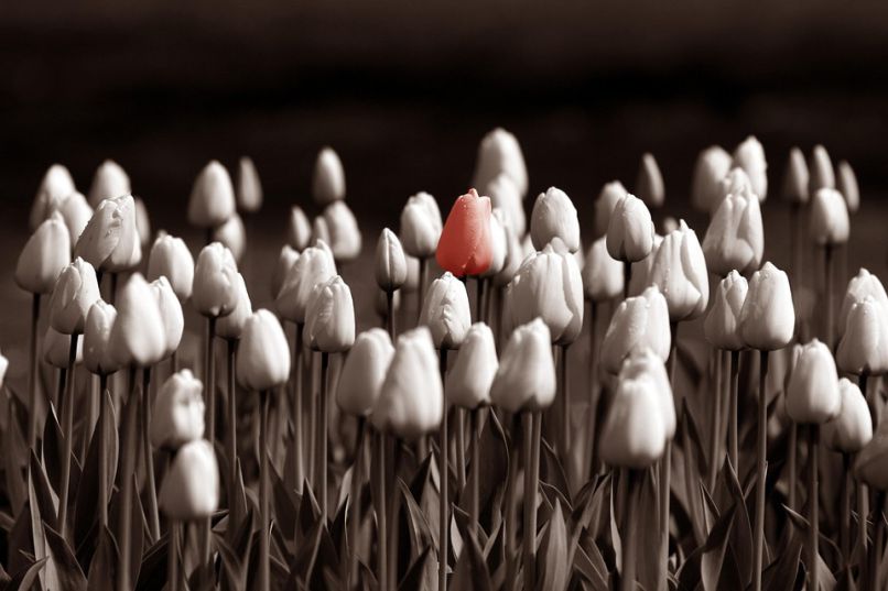 Những hình nền hoa tulip trắng đen - Hình số 2