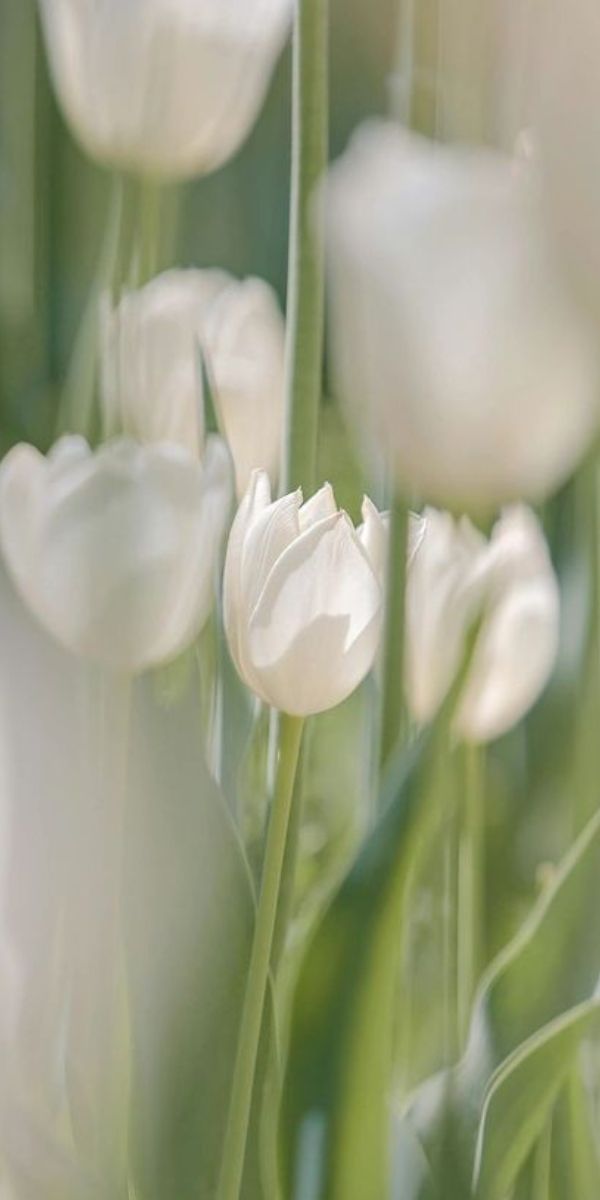 Những hình nền hoa tulip trắng cho điện thoại - Hình số 10