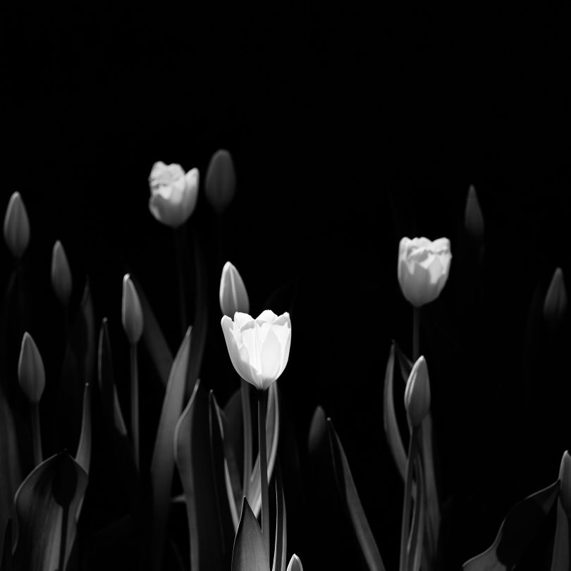 Những hình nền hoa tulip trắng đen - Hình số 10