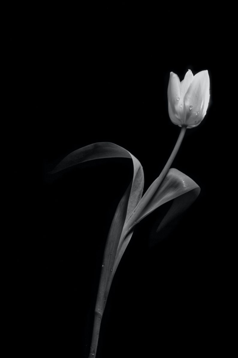 Những hình nền hoa tulip trắng đen - Hình số 8