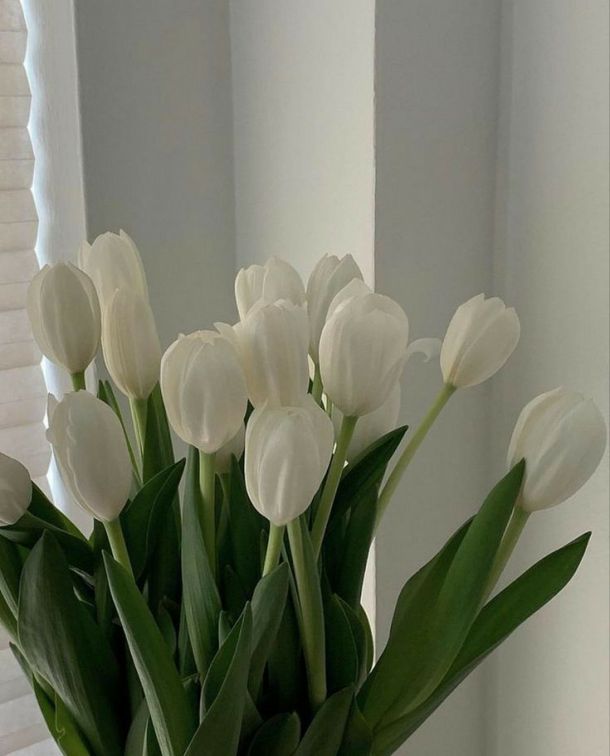 Những hình nền hoa tulip trắng cho điện thoại - Hình số 4