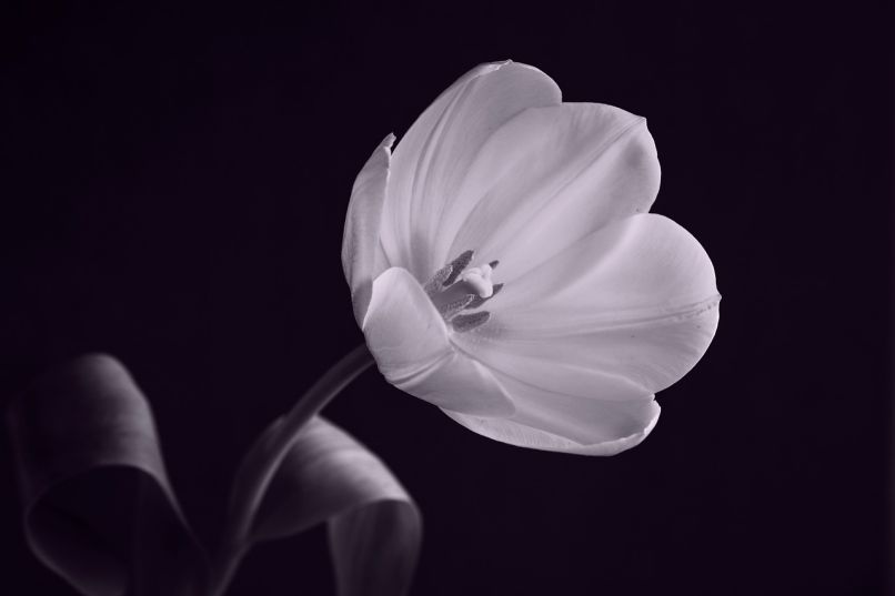 Những hình nền hoa tulip trắng đen - Hình số 4