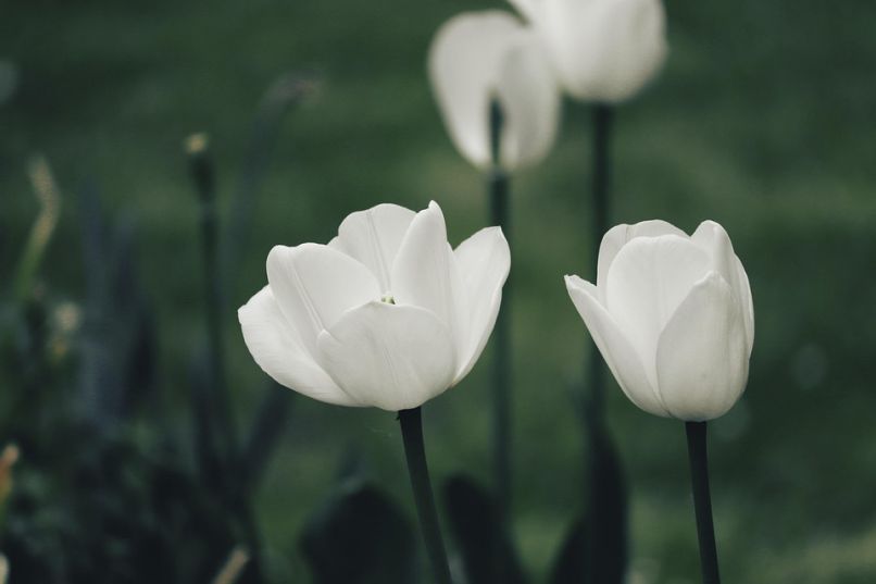 Những hình nền hoa tulip trắng đen - Hình số 6