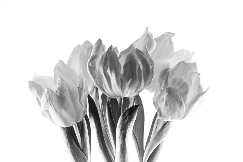Những hình nền hoa tulip trắng đen - Hình số 7