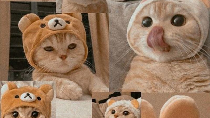 Những hình nền mèo vô tri - Hình số 2