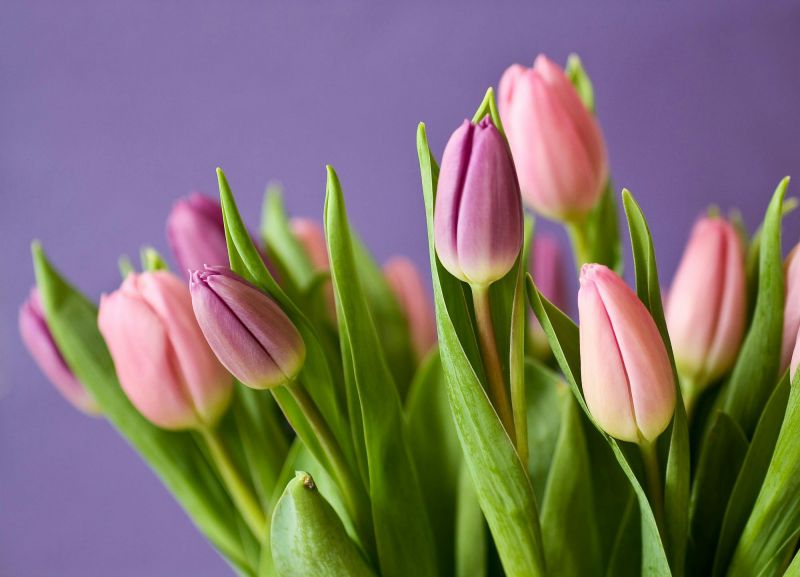 Những hình nền hoa tulip - Hình số 1