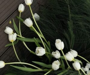 Những hình nền hoa tulip trắng chill - Hình số 3