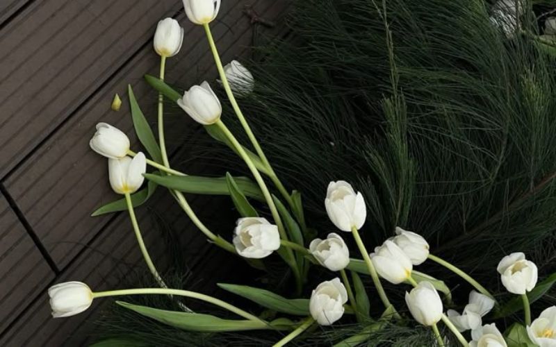 Những hình nền hoa tulip trắng chill - Hình số 3