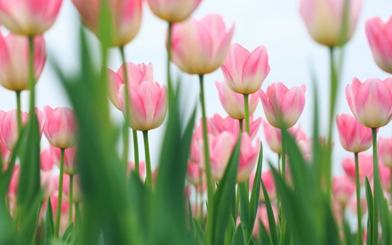 Những hình nền hoa tulip - Hình số 10