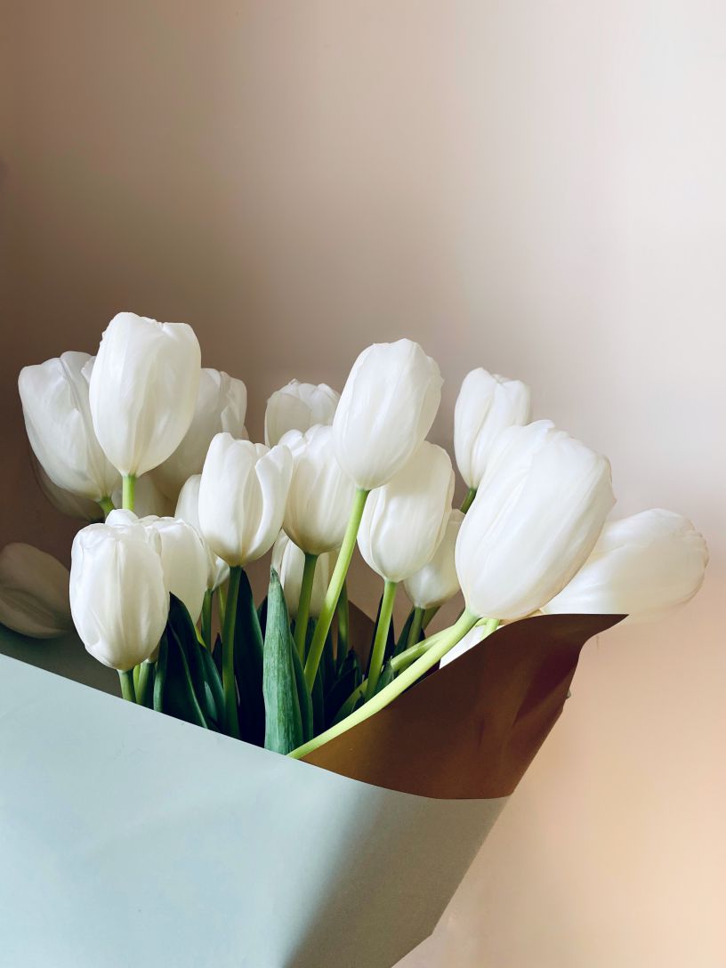 Những hình nền hoa tulip trắng chill - Hình số 5
