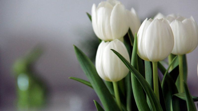 Những hình nền hoa tulip trắng chill - Hình số 6