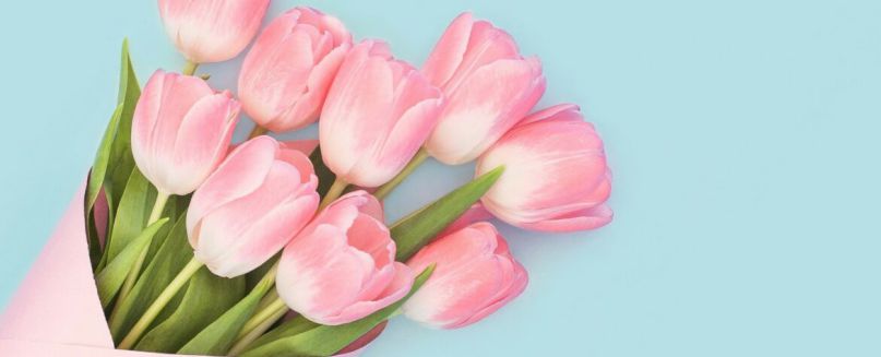 Những hình nền hoa tulip - Hình số 5