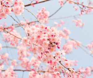 Những hình nền zalo đẹp - Hình số 3