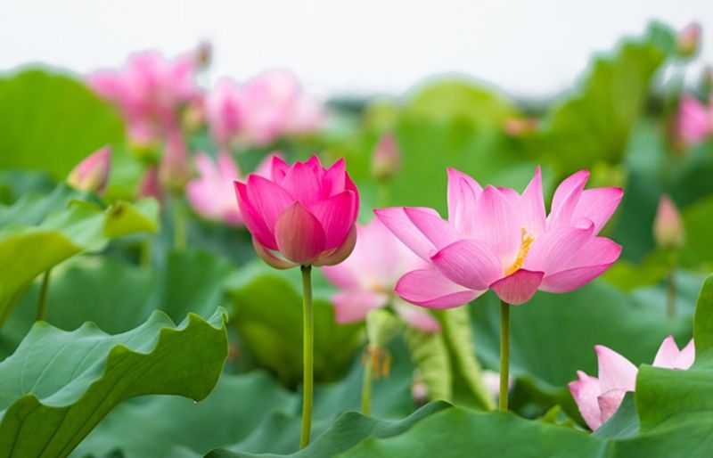 Những hình nền hoa đẹp - Hình số 6
