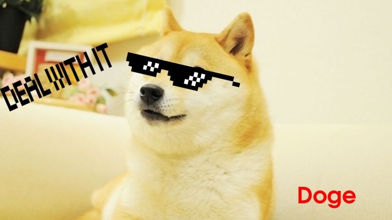 Những hình nền meme dog - Hình số 1