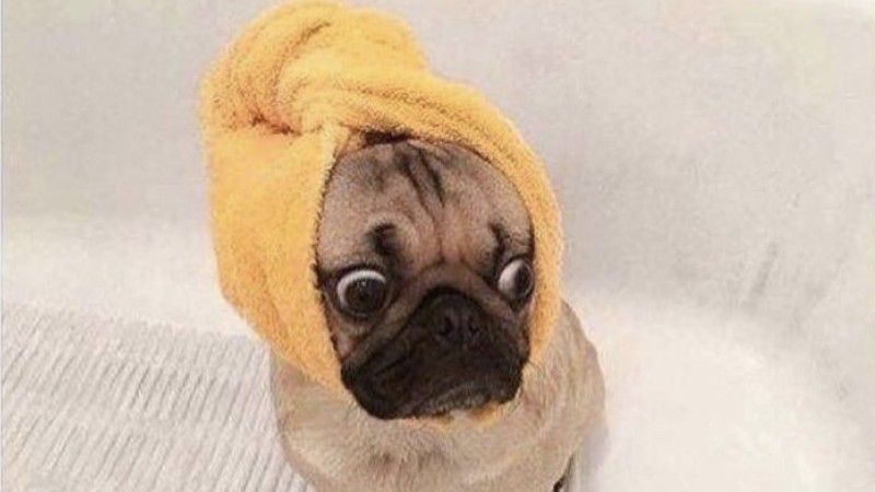Những hình nền meme dog - Hình số 10