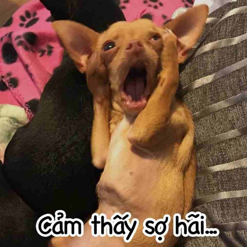 Những hình nền meme dog - Hình số 2