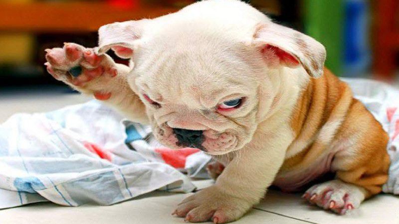 Những hình nền meme dog - Hình số 9